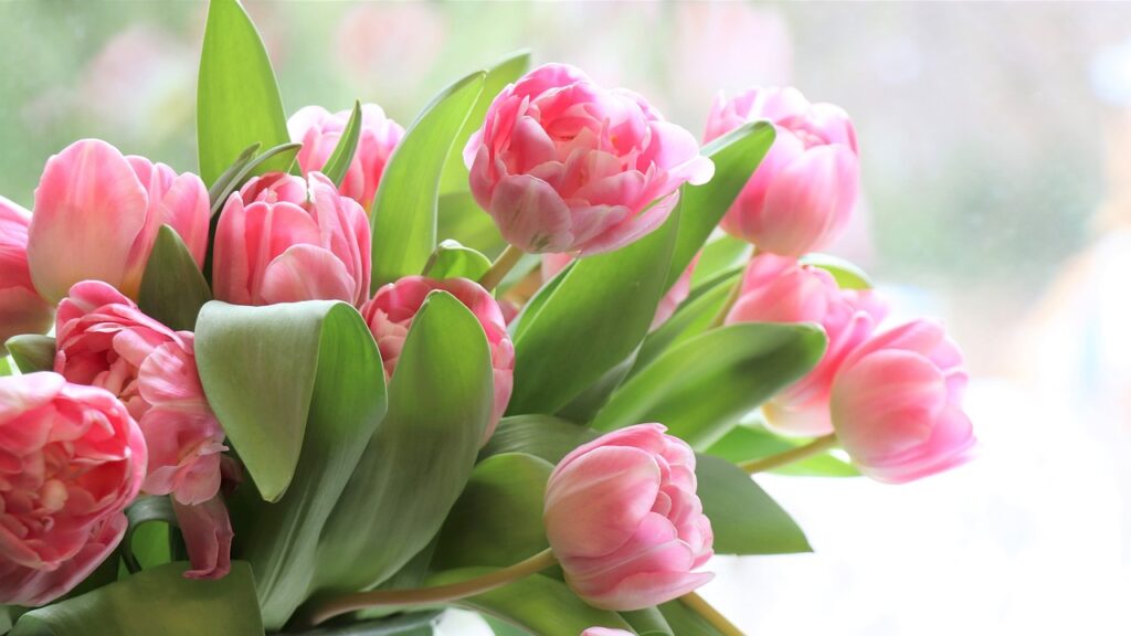 pink tulips