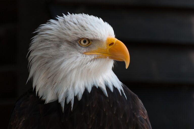 American Bald Eagle