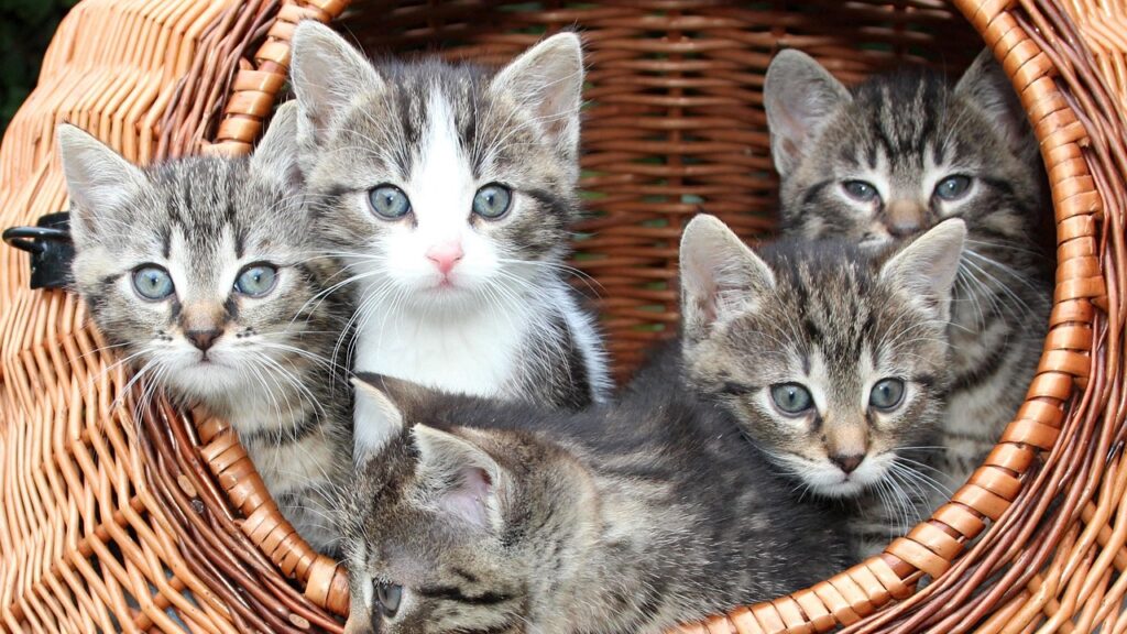 basket of kittens