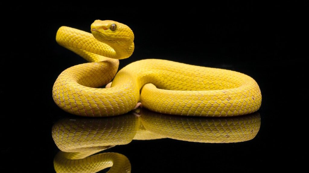 yellow snake on black background